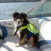 Salvavidas Obrien para perro
