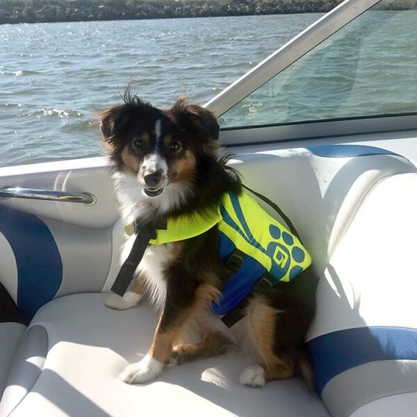 Salvavidas Obrien para perro